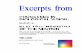 PROCESSES IN BIOLOGICAL VISION -