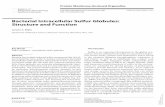 Bacterial Intracellular Sulfur Globules: Structure and ...