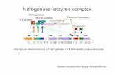 Nitrogenase enzyme complex - College of Natural Resources - UC