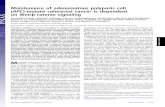 Maintenance of adenomatous polyposis coli APC on Wnt/²-catenin