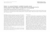 α and FOXO1 mRNA levels and fiber characteristics of the ...