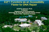 E2F1 Functions as an Accessibility Factor for DNA Repair