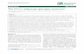 The 3T3-L1 adipocyte glycogen proteome - Proteome Science