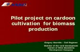 Pilot project on cardoon cultivation for biomass production