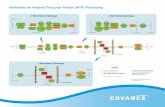 Antibodies for Amyloid Precursor Protein (APP) Processing