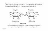 Glycosidic bonds link monosaccharides into disaccharides ...