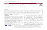 The interplay between EBV and KSHV viral products and NF ...