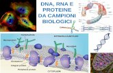DNA, RNA E PROTEINE DA CAMPIONI BIOLOGICI