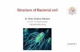 Structure of Bacterial cell - Lecture Notes - TIU