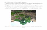 Fico selvatico (Ficus) – Συκέα,ας / Συκία – Ἄγρια συκιά