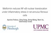 Metformin reduces NF-κB nuclear translocation under ...