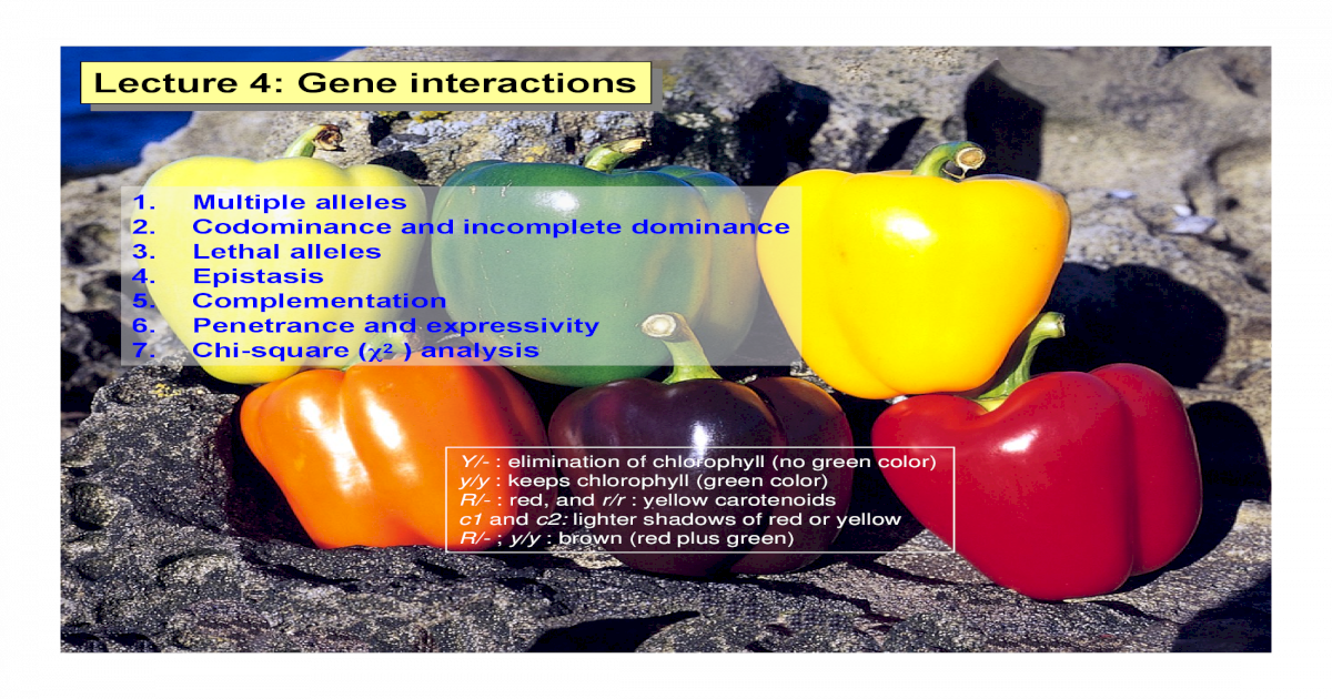 Lecture 4: Gene interactions 1. Multiple alleles 2. Codominance and - PDF Document
