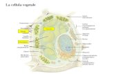 La cellula vegetale - La cellula...  La Parete Involucro semirigido che riveste la cellula e che