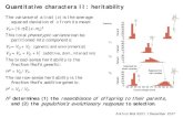 Quantitative characters II: rogers/ant5221/lecture/QTs2.pdf  Quantitative characters II: heritability