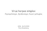 Virus herpes simplex - .Virus herpes simplex Physiopathologie, Epid©miologie, Pouvoir pathog¨ne