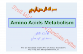 03 alanine metabolism