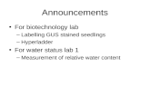 Announcements For biotechnology lab â€“Labelling GUS stained seedlings â€“Hyperladder For water status lab 1 â€“Measurement of relative water content