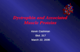 Dystrophin and Associated Muscle Proteins Kevin Cashman Biol. 317 March 22, 2006