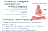 Adrenergic Antagonist (Sympatholytics) ïƒ Inhibition of sympathetic system by blocking: ï‚§ Adrenergic receptors (reversible or irreversible blocking of ±