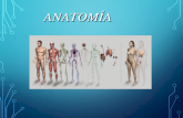 Anatom­a Clase 1.ppt