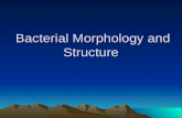 Bacterial Morphology and Structure Bacterial Morphology and Structure