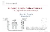 BLOQUE 2. BIOLOG£†A CELULAR 2.4 Org£Œnulos membranosos ­a...¢  La membrana de los tilacoides es la responsable