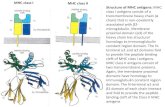 MHC class I MHC class II Structure of MHC antigens: MHC ... In class II MHC molecules as well, the allelic