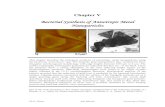 MICROBIAL SYNTHESIS OF METAL OXIDE, METAL SULFIDE 5.pdf This chapter describes the biological synthesis