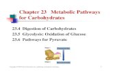 Chapter 23 Metabolic Pathways for   Metabolic Pathways and Energy Production Author Timberlake Created Date 6/20/2007 11:32:56 AM