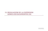 15. Regulacion de La Expresion Genica en Eucariontes III