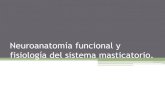 Neuroanatomía funcional y fisiología del sistema · PDF file•La función del sistema masticatorio precisa de un refinado sistema neurológico que regula y coordina todas sus actividades.