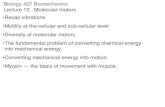 Biology 427 Biomechanics Lecture 12. Molecular motors ... ¢â‚¬¢Motility at the cellular and sub-cellular