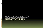 AP Biology - Photosynthesis (Part 1