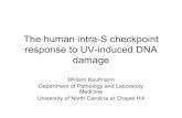 The human intra-S checkpoint response to UV-induced DNA ... The human intra-S checkpoint response to