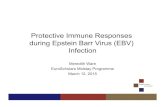 Protective Immune Responses during Epstein Barr Virus (EBV ... Rocio Hassan, Onur Boyman, Gerald Niedobitek,