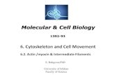 11.Intermediate Filaments - cell biology