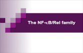 The NF-خ؛B/Rel family - Universitetet i oslo MBV4230 Odd S. Gabrielsen The NF-خ؛B/Rel family Characteristic