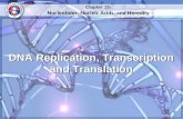 DNA Replication, Transcription and Translation