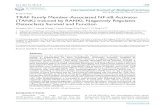 TRAF Family Member-Associated NF-κB Activator (TANK) Induced