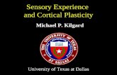 Sensory Experience  and Cortical Plasticity