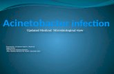 Acinetobater infection Updated Medical Microbiological View