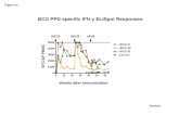 SFC/10 6 PBMC BCG PPD-specific IFN-³ ELISpot Responses rBCGrAd5rBCG Median Weeks after immunization Figure #1