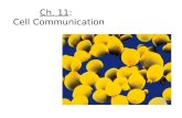 Ch. 11: Cell Communication. I.Introduction: A. Cell to cell communication is absolute essential for multicellular organisms. -coordinate activities II.An