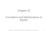 1 Chapter 31 Formation and Maintenance of Myelin Copyright © 2012, American Society for Neurochemistry. Published by Elsevier Inc. All rights reserved