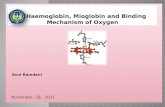 Haemoglobin, mioglobin and binding mechanism of oxygen