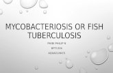 Mycobacteriosis or fish tuberculosis