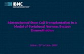 Mesenchymal Stem Cell Transplantation in a Model  of Peripheral Nervous System Demyelination