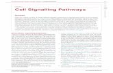 Module 2 Cell Signalling Pathways - Auburn · PDF fileto cell proliferation, cell stress and apoptosis. 10. Nuclear factor κB(NF-κB) ... Cell Signalling Biology Michael J. Berridge