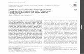 PGC-1α Coordinates Mitochondrial Respiratory Capacity and ... · PDF filePGC-1a Coordinates Mitochondrial Respiratory Capacity and Muscular Fatty Acid Uptake via Regulation of VEGF-B