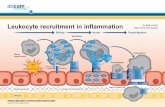 Leukocyte recruitment in inflammation Yalin Emre and Abcam ... · PDF file CD40L Human ELISA Kit - 1 x 96 Wel Plate ELISA - Hu 99991 MMP2 Human ELISA kit - 1 x 96 Wel Plate ELISA -